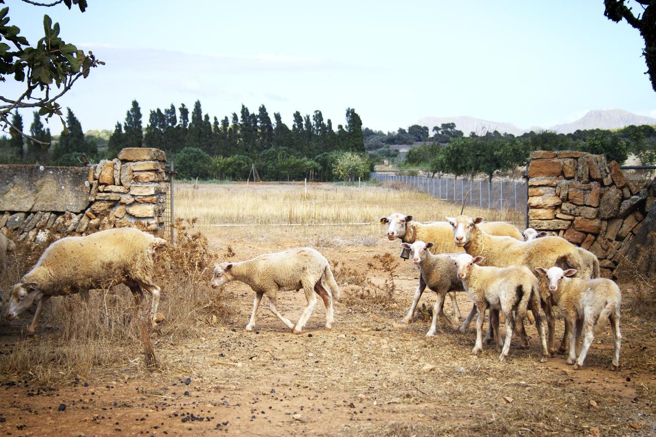 Agroturismo Can Pere Rei Son Serra de Marina Exterior foto