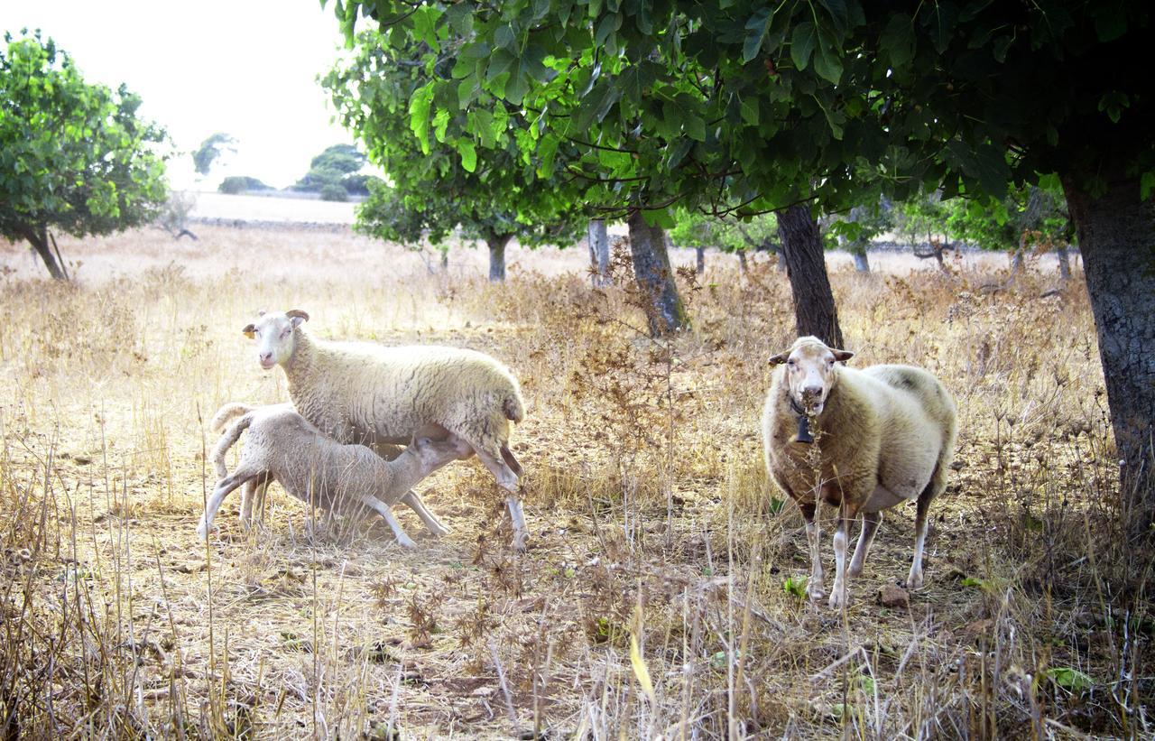 Agroturismo Can Pere Rei Son Serra de Marina Exterior foto